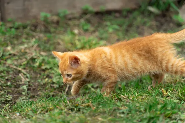 Bahçedeki yeşil tanelerin üzerinde yürüyen sevimli kırmızı kedi yavrusu.