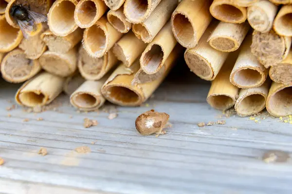 Göl yatağı sazlıklarına yakın çekim Mason arıları tarafından paketlenmiş.