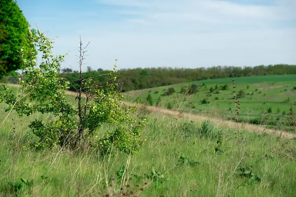 Ukrayna 'daki arazi ve yamaçlar