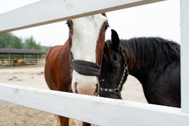 Kestane ve siyah atlar çiftlikteki beyaz çitlerin arkasında duruyorlar.