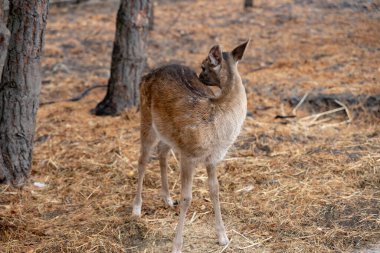 Yavru geyik ağaçların arasında duruyor
