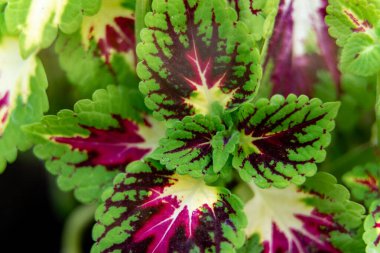 Cloeus bitkisinin yakın görüntüsü