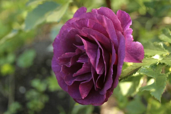 庭にピンク色の美しいバラが — ストック写真