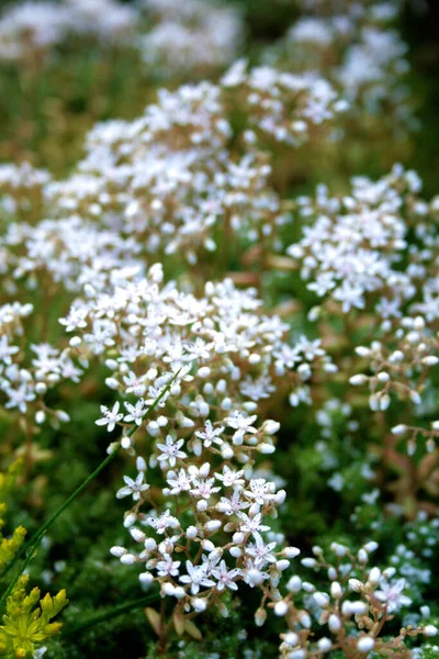 Musgo Flor Branca Início Manhã — Fotografia de Stock