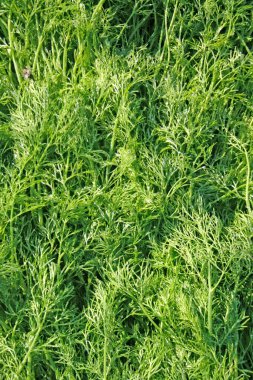 Green dill in the morning dew