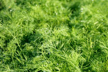 Green dill in the morning dew