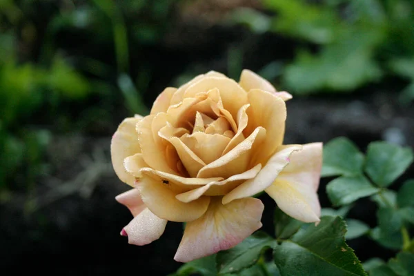 Blooming Mustard Rose Honey Dijon Rose — Foto de Stock