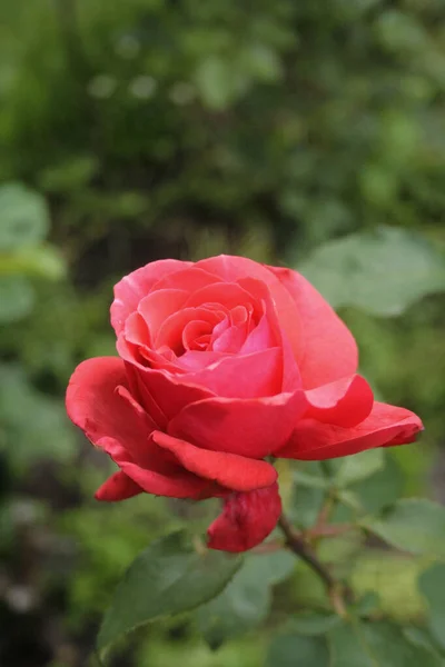 Blooming Red Rose Rose Duftwolke — ストック写真