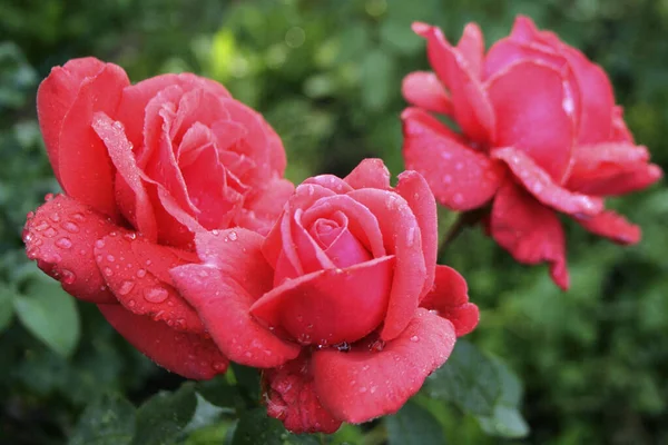 Czerwone Róże Ogrodzie — Zdjęcie stockowe
