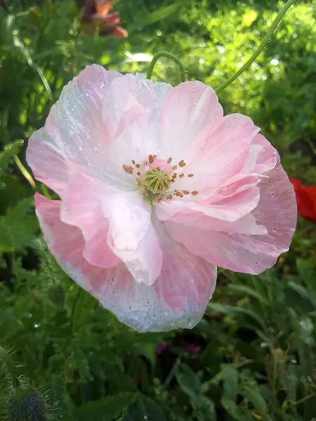 Virágzó Rózsaszín Mák Reggel — Stock Fotó