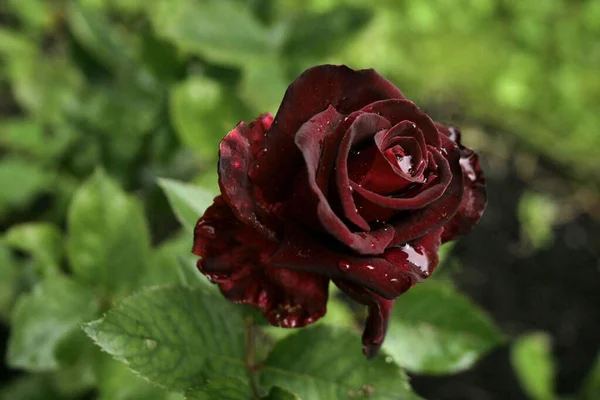 Blooming Dark Rose Black Baccara Rose — Stock Photo, Image