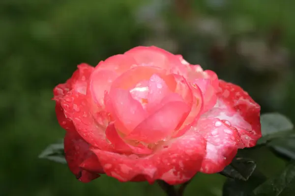 Hermosa Rosa Roja Bajo Lluvia — Foto de Stock