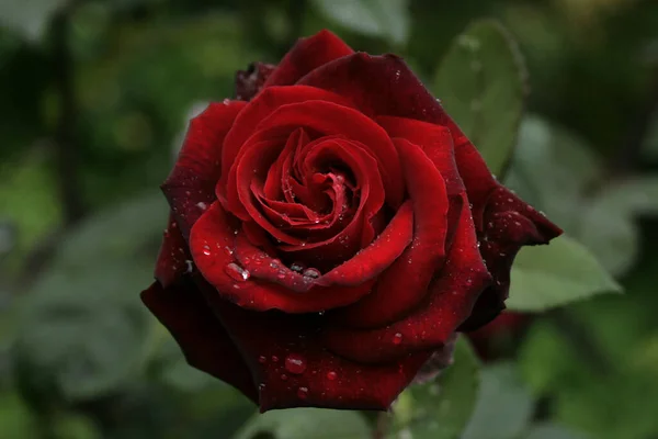 Rose Rouge Avec Des Gouttes Eau Dessus — Photo