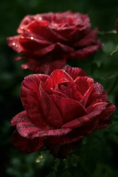 Bloominmg Czerwona Róża Róża Czerwona Intuicja — Zdjęcie stockowe