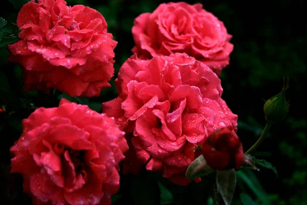 Rose Rouge Fleurs Rose Duftwolke — Photo