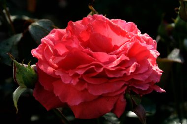 Çiçek açan kırmızı gül (duftwolke gülü)