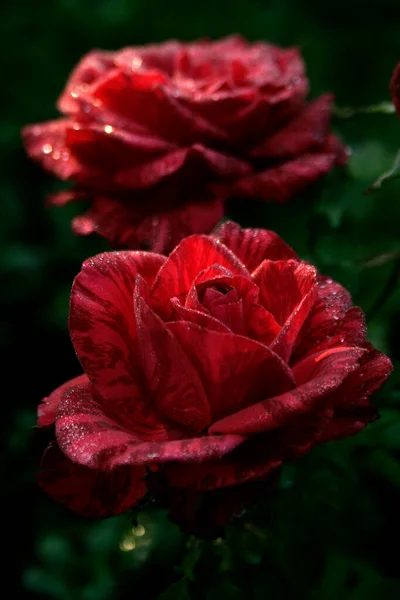 Kwitnące Czerwone Róże Czerwone Róże Intuicji — Zdjęcie stockowe