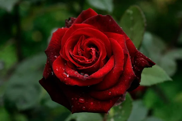 Красная Роза Саду — стоковое фото