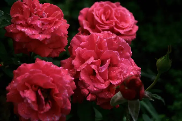 Roses Rouges Dans Jardin — Photo