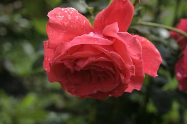 Çiçek açan kırmızı gül (duftwolke gülü)