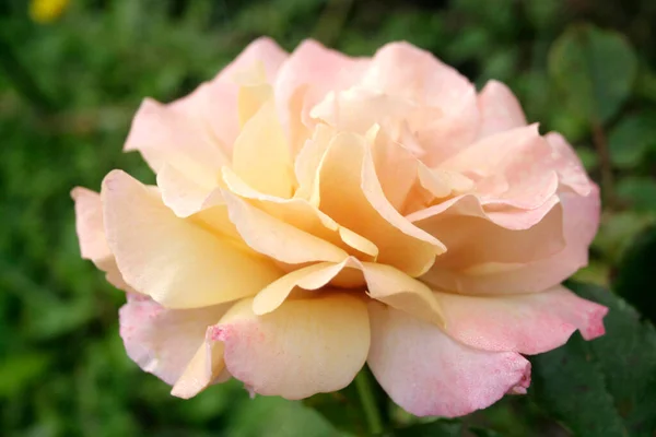 Ανθισμένο Ροζ Τριαντάφυλλο Μαγική Στιγμή Αυξήθηκε — Φωτογραφία Αρχείου