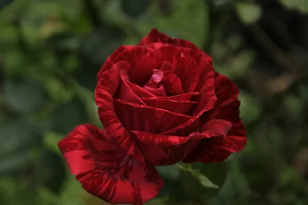 Virágzó Vörös Rózsa Piros Intuíció Rózsa — Stock Fotó