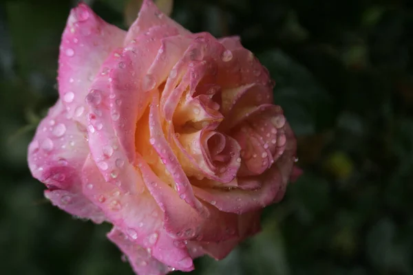 Blühende Rosa Rose Charleston Rose — Stockfoto