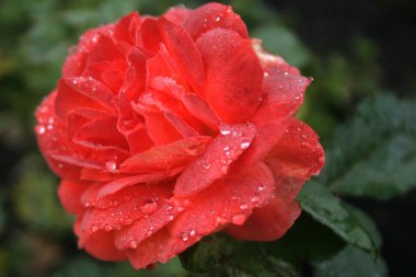 Bahçede çiçek açan 