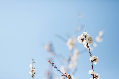 Baharın başlarında açan ağaçtaki beyaz güzel çiçekler, arka plan maviydi..