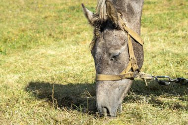 Ot yiyen bir atın kafasının yakın çekimi. Otlakta bir at.