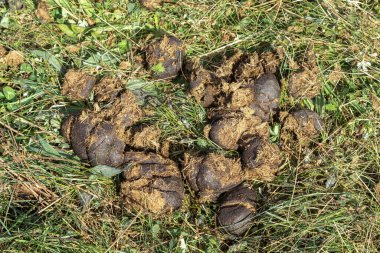 Yeşil çimlerde taze at gübresi. Organik bir çiftlikte at gübresi yığını.