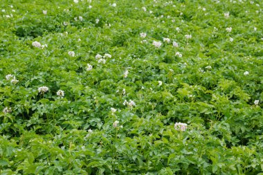 Bir tarlada beyaz çiçek açan patatesler. Çiçek açan patatesler. Çiçekli patates çiftliği, seçici odaklanma
