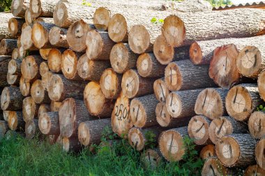 Odun topluyorum. Kasaba kereste fabrikasında işlenmeyi bekleyen bir yığın testere..