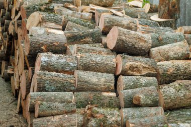 Kış için odun topluyorum. Kışın evi ısıtmak için hazırlanmış odun yığını. Yığınla yakacak odun. Kış için istiflenmiş odun.