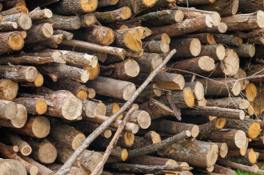 Kış için odun topluyorum. Kışın evi ısıtmak için hazırlanmış odun yığını. Yığınla yakacak odun. Kış için istiflenmiş odun.