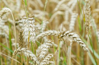 Golden ripe ears of wheat close-up.