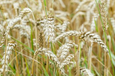 Golden ripe ears of wheat close-up.