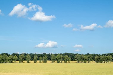 A wheat field under a blue sky with clouds and trees in the background.