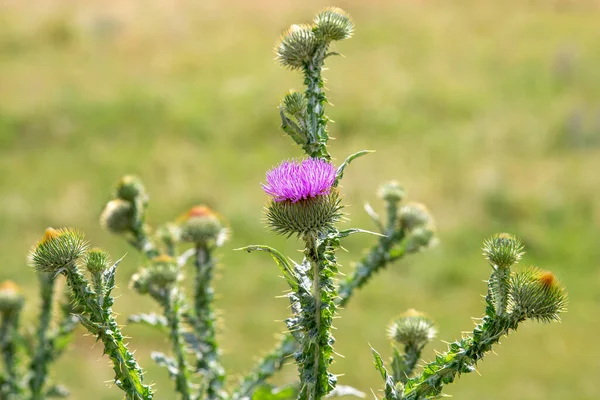 Blessed thistle flowers in a field, close up. St. Mary\'s thistle blooms in a meadow. Herbal medicine Silybum marianum, milk thistle, Mary\'s thistle, milk thistle. Cardus marianus is blooming. Selective focus.
