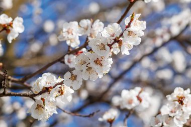 Mavi gökyüzünün altındaki güzel kayısı dallarının seçici odak noktası. Bahar mevsiminde güzel kayısı çiçekleri. Çiçek deseni, doğa arka planı..