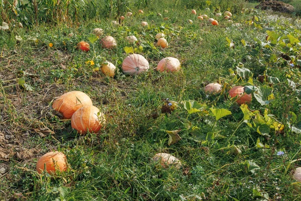 Reife Orangefarbene Kürbisse Herbst Auf Dem Feld Großer Orangefarbener Kürbis — Stockfoto