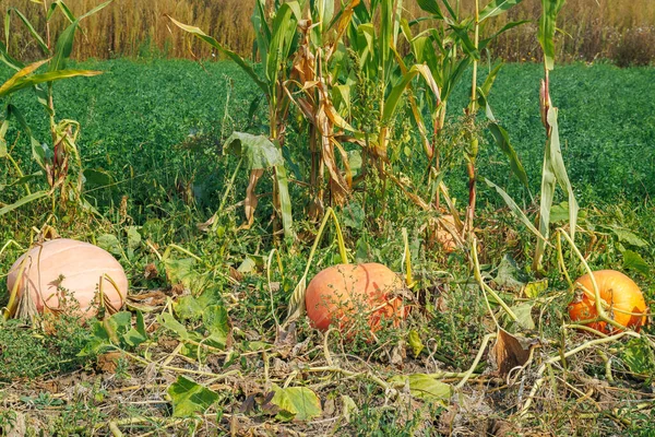 秋のフィールド上のオレンジ色のカボチャ 庭で栽培されている大きなオレンジカボチャは 有機野菜を選びます 秋のカントリースタイル 健康的なビーガンベジタリアン子供ダイエットコンセプト 地元の庭はきれいな食べ物を生産しています — ストック写真