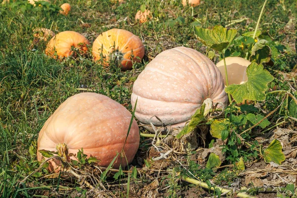 Ripe orange pumpkins on the field in autumn. Big orange pumpkin growing in the garden, pick organic vegetables. Fall autumn country style look. Healthy food vegan vegetarian child diet concept. The local garden produces clean food.