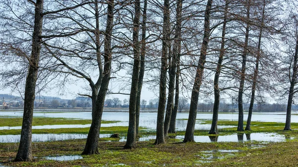 Trees in the water. The spring flood flooded the field and the village road. Flood water in fields, countryside. Climate change, global warming. Global flood risks under climate change.