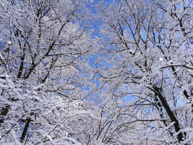 Kış ormanlarında karlı gövdeler