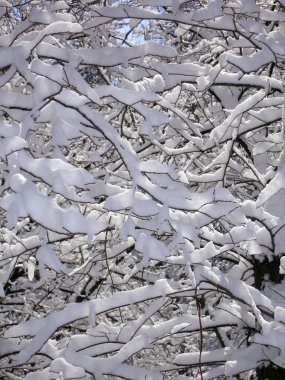 Kış ormanlarında karlı gövdeler