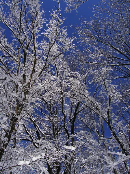 Troncos Nevados Floresta Inverno — Fotografia de Stock