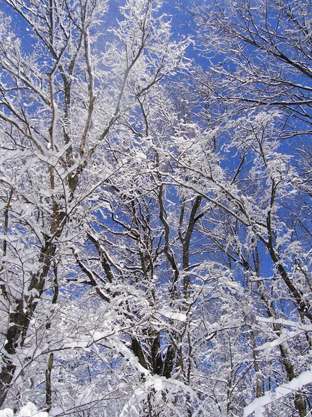 冬の森で雪のトランク — ストック写真