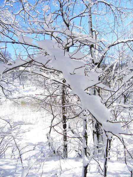 Verschneite Stämme Winterwald — Stockfoto