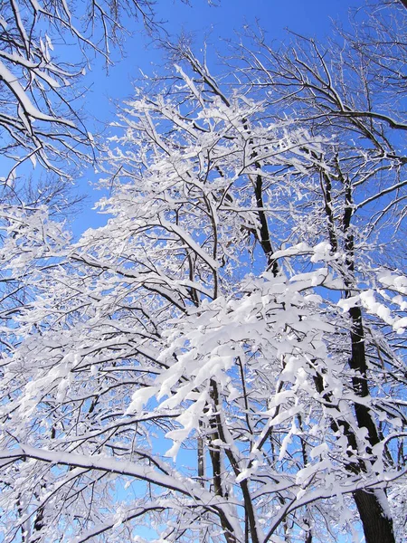 Kış ormanlarında karlı gövdeler